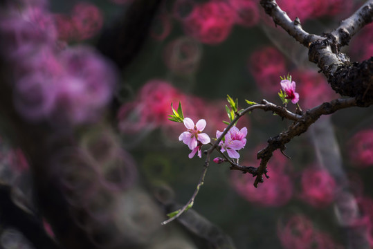 桃花