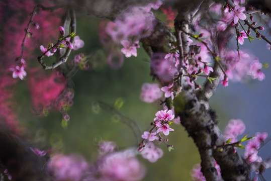 桃花