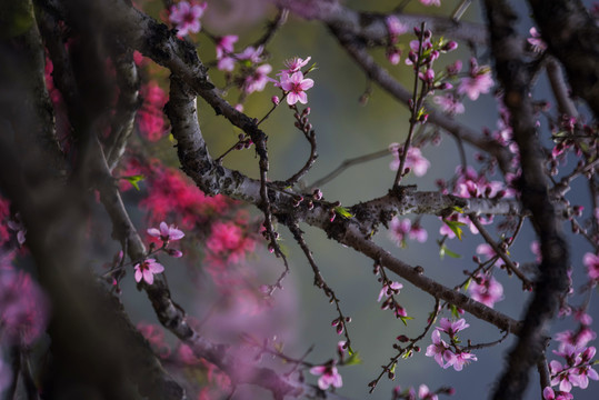 桃花