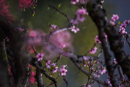 桃花