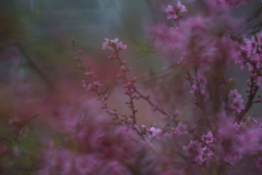 桃花