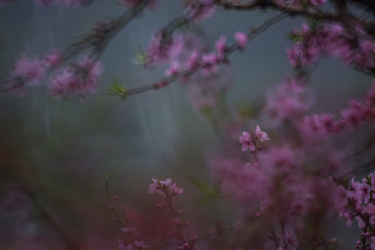 桃花