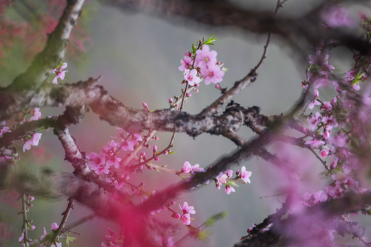 桃花