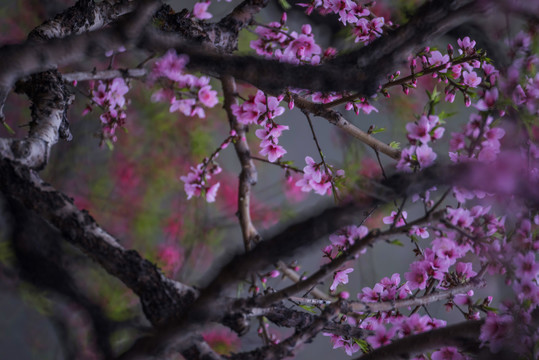 桃花