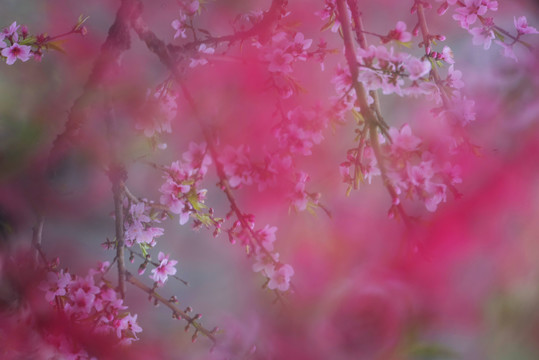 桃花