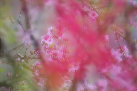 桃花