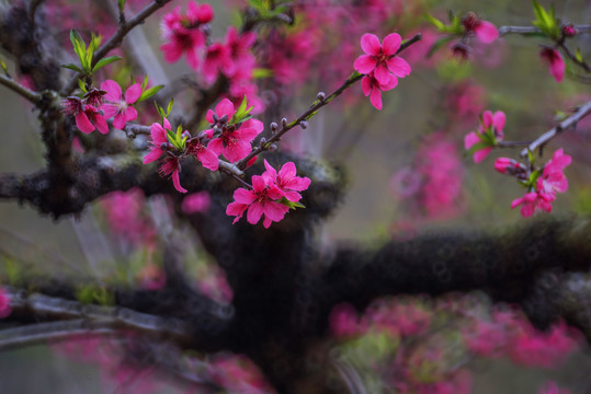 桃花