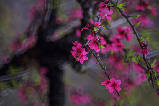 桃花