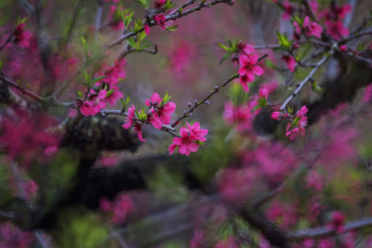 桃花