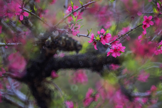 桃花