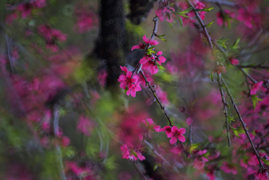 桃花