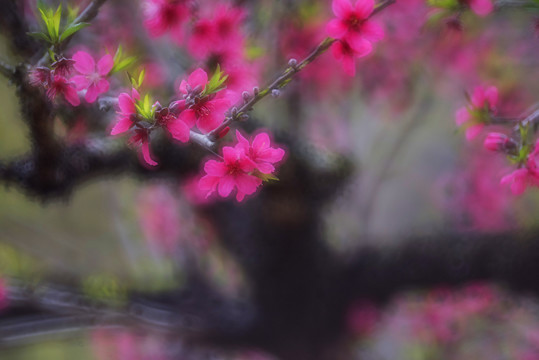 桃花