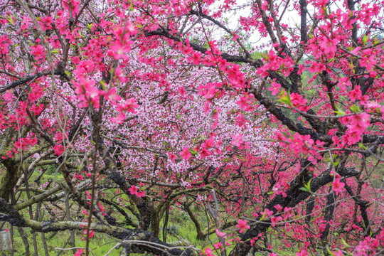 桃花