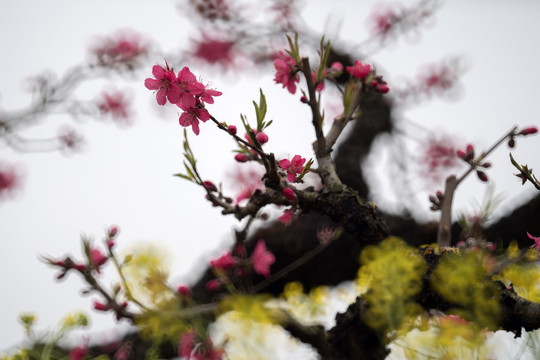 桃花