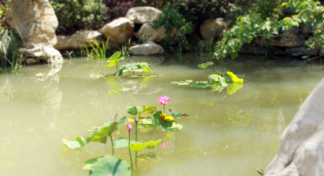 新中式水景