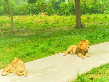 狮子 野生动物园