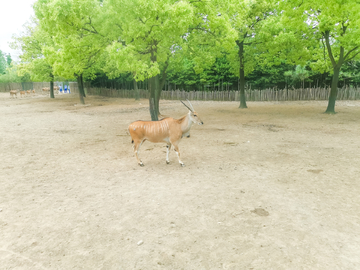 上海野生动物园素材