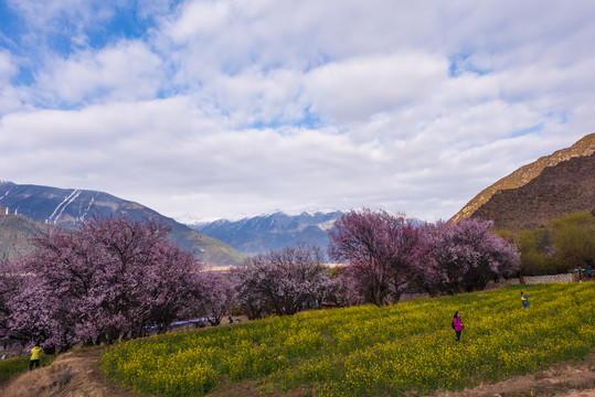 林芝桃花