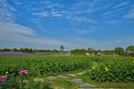 向日葵花园