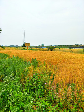 小麦地