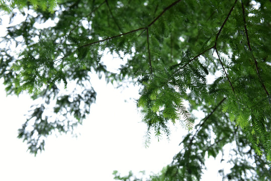 杉树叶子