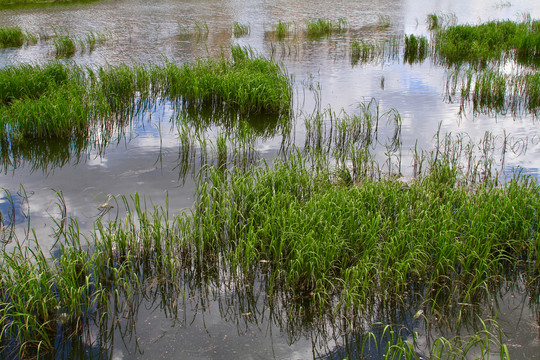 水草湿地