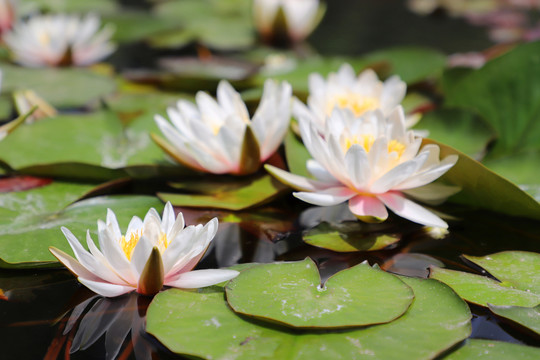 莲花高清