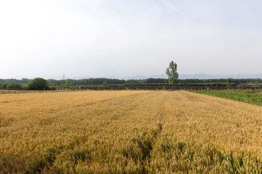 关中麦田