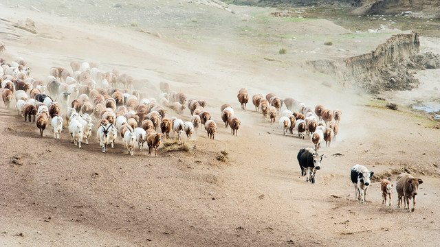 牧羊羊群牧道转场路上