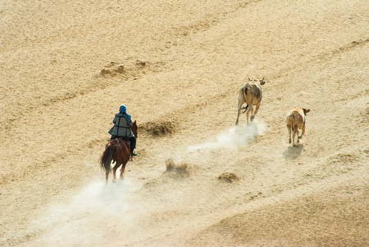 新疆哈萨克牧民放牧