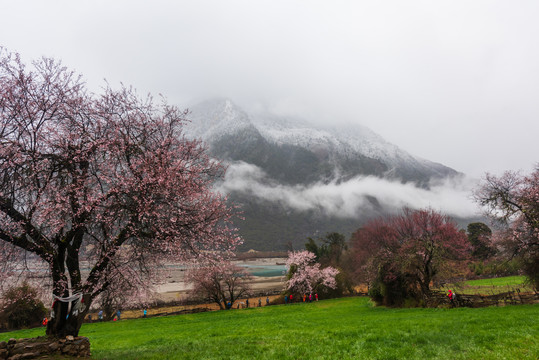 西藏波密桃花28