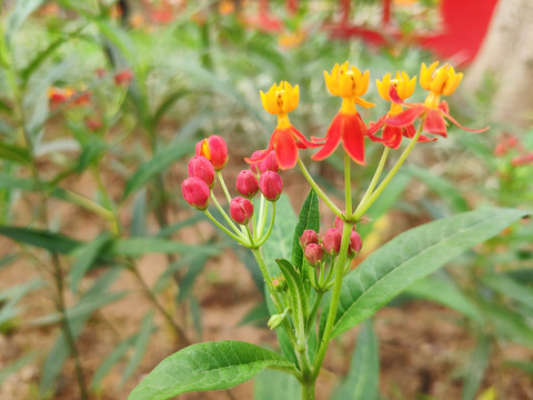 芳草花