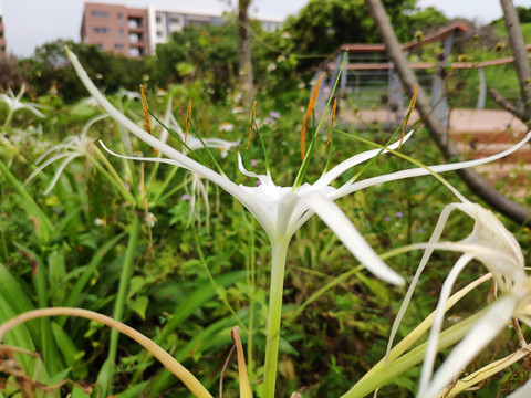 美洲水鬼蕉