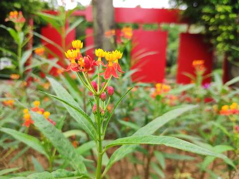 芳草花