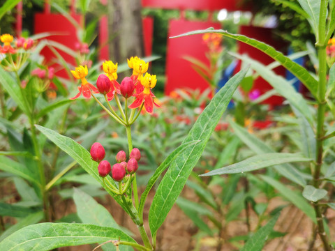 莲生桂子花