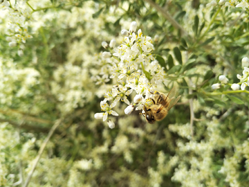 白刺花 蜜蜂
