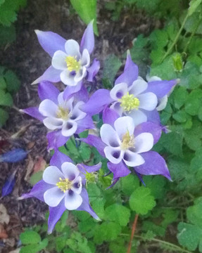 草本花卉