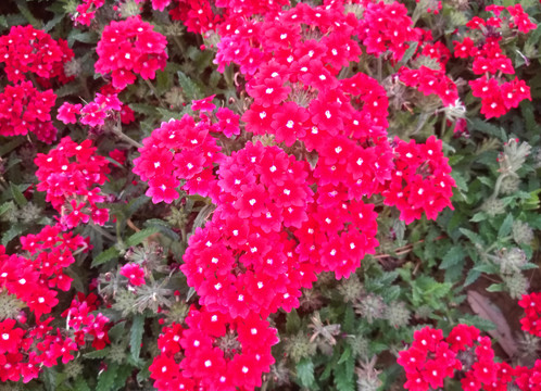草本花卉