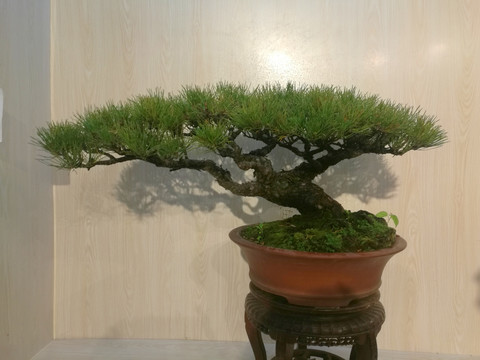 盆景花艺
