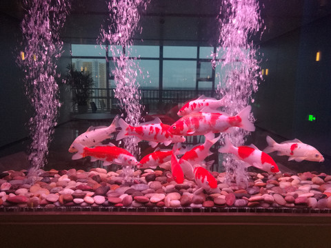 水族红锦鲤