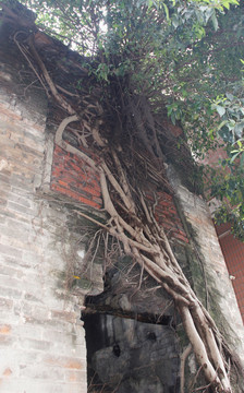 墙中老树根