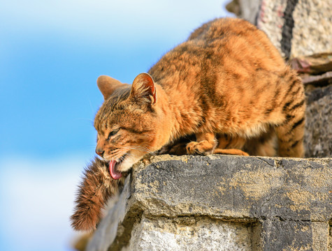 藏民家的小猫咪