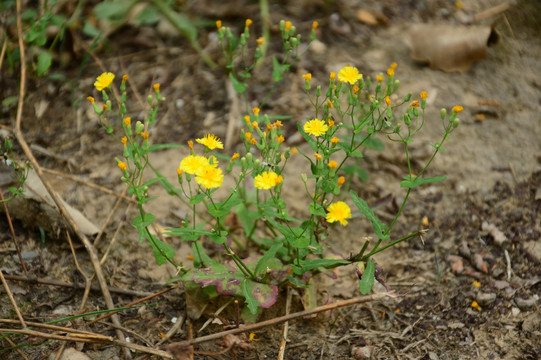 抱茎苦荬菜