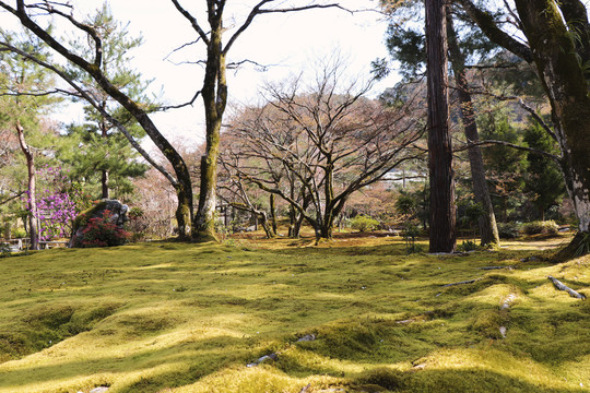 青苔寺日本园林