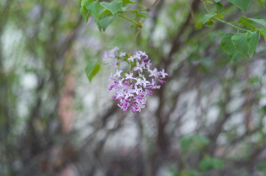 花草