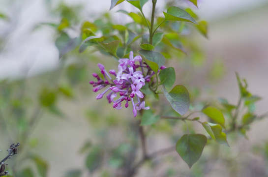 花草