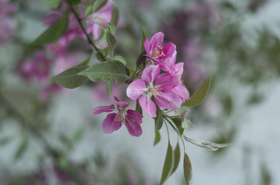 花草