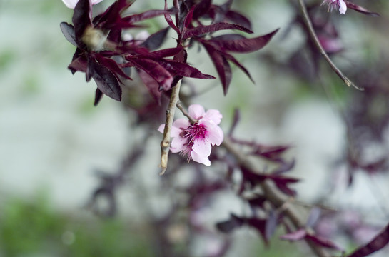 花草