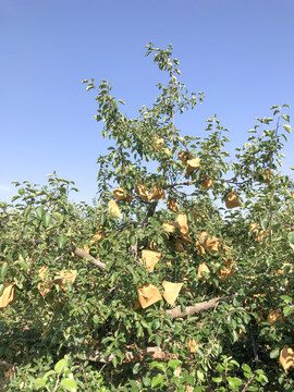 苹果树套袋