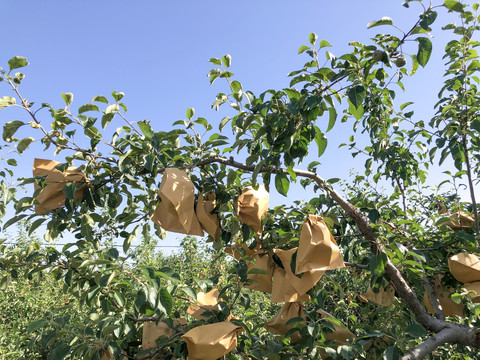 苹果树套袋